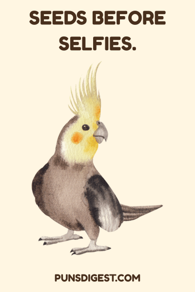 Best Cockatiel Puns