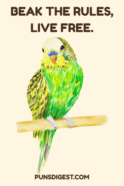 Best Parakeet Puns