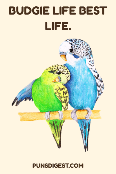 Budgie Puns Captions