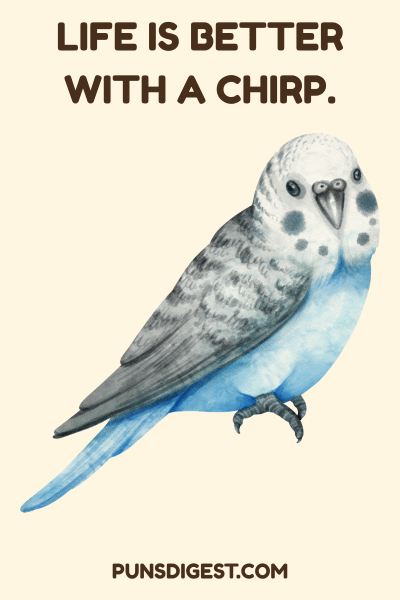 Cute Budgie Puns