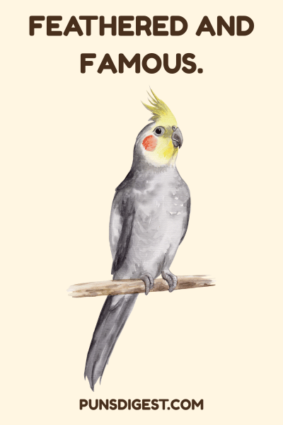 Cute Cockatiel Puns