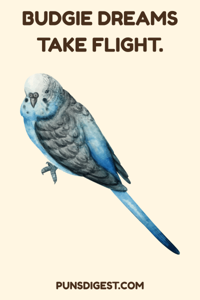 Dirty Budgie Puns