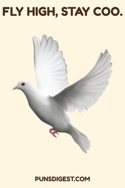 Funny Pigeon Puns