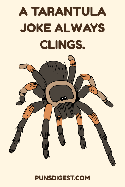 Funny Tarantula Puns