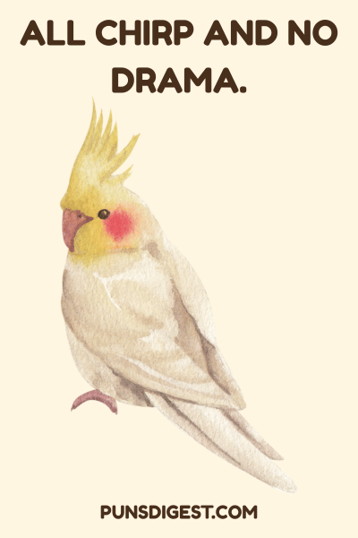 Instagram Cockatiel Puns