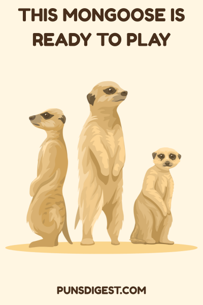 Dirty Mongoose Puns