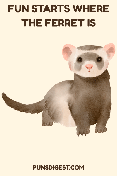 Funny Ferret Puns