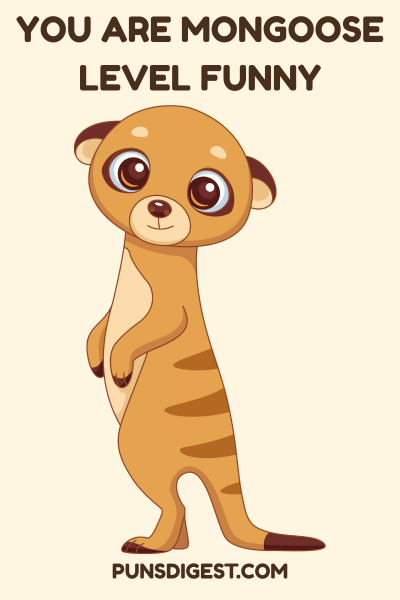 Funny Mongoose Puns