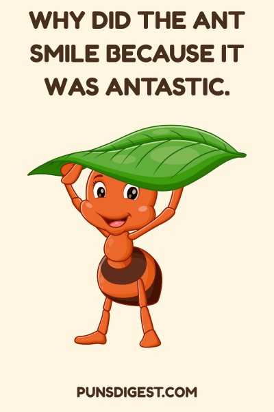 Insect Funny Puns