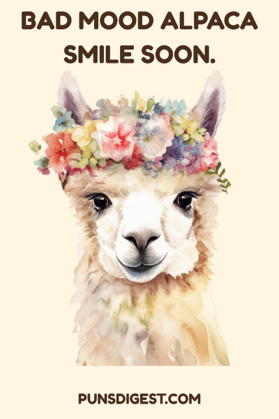 One Liner Alpaca Puns