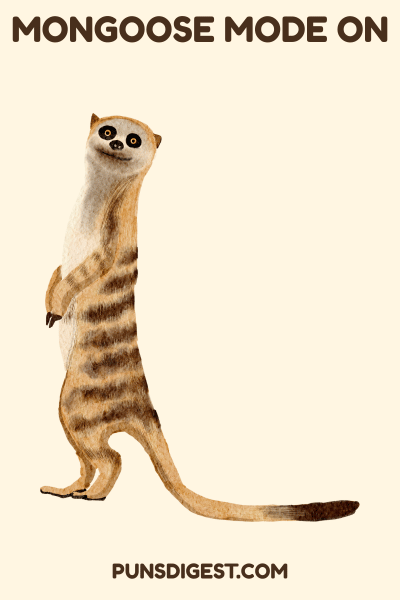 Short Mongoose Puns