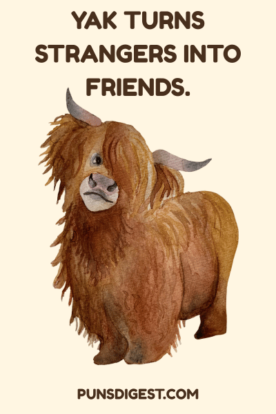 Yak Puns for Special Occations