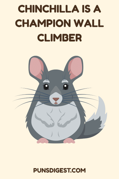 Best Chinchilla Puns