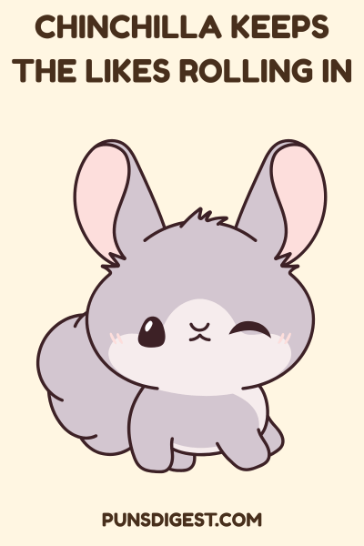 Chinchilla Puns Caption