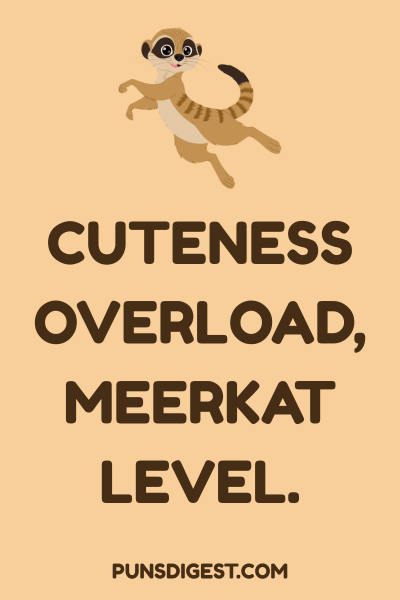 Cute Meerkat Puns