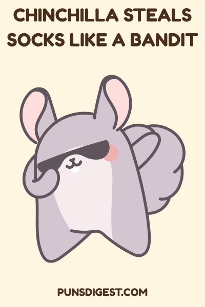 Funny Chinchilla Puns