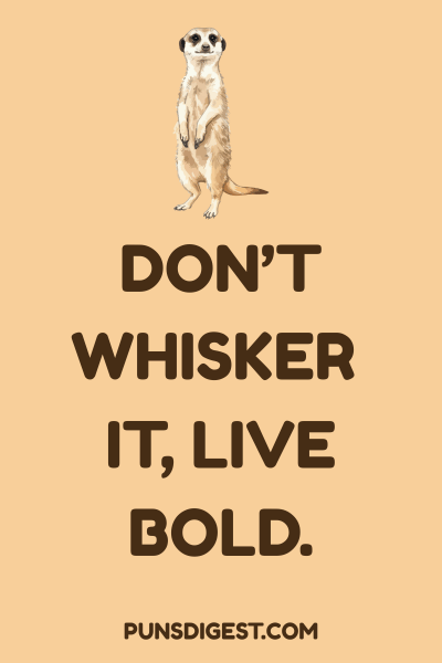 Funny Meerkat Puns