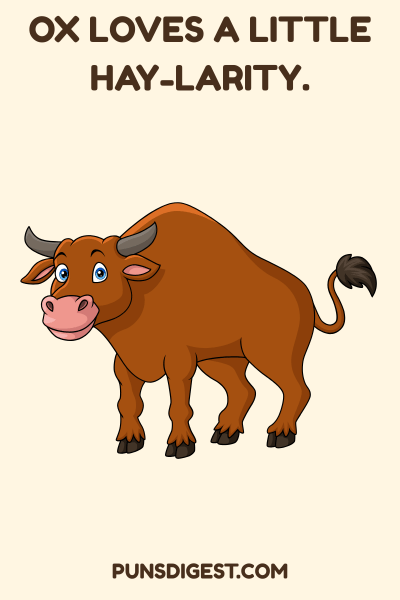Funny Ox Puns