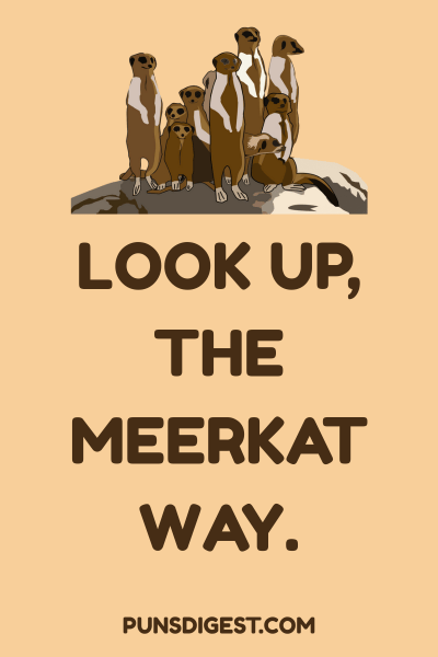 Meerkat Puns for Instagram