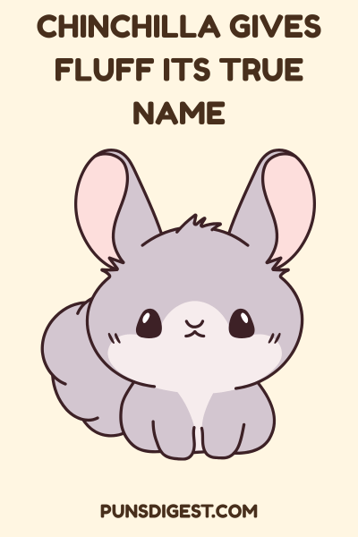 One Liner Chinchilla Puns